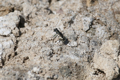 Cicindela willistoni echo