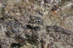 Cicindela haemorrhagica