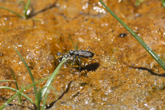 Cicindela haemorrhagica