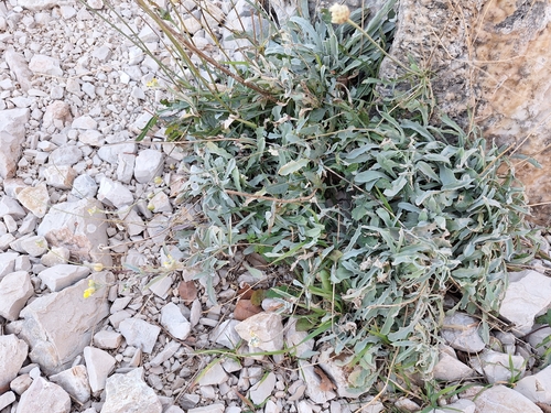 Image of Aurinia sinuata by (c) Flora_DUMO, some rights reserved (CC BY)