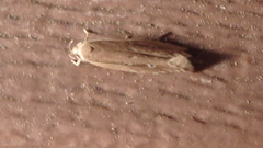 Limnaecia phragmitella