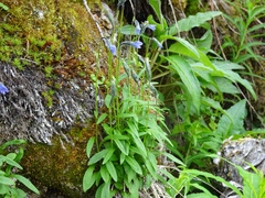 Campanula uniflora