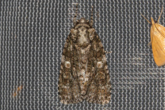Acronicta afflicta