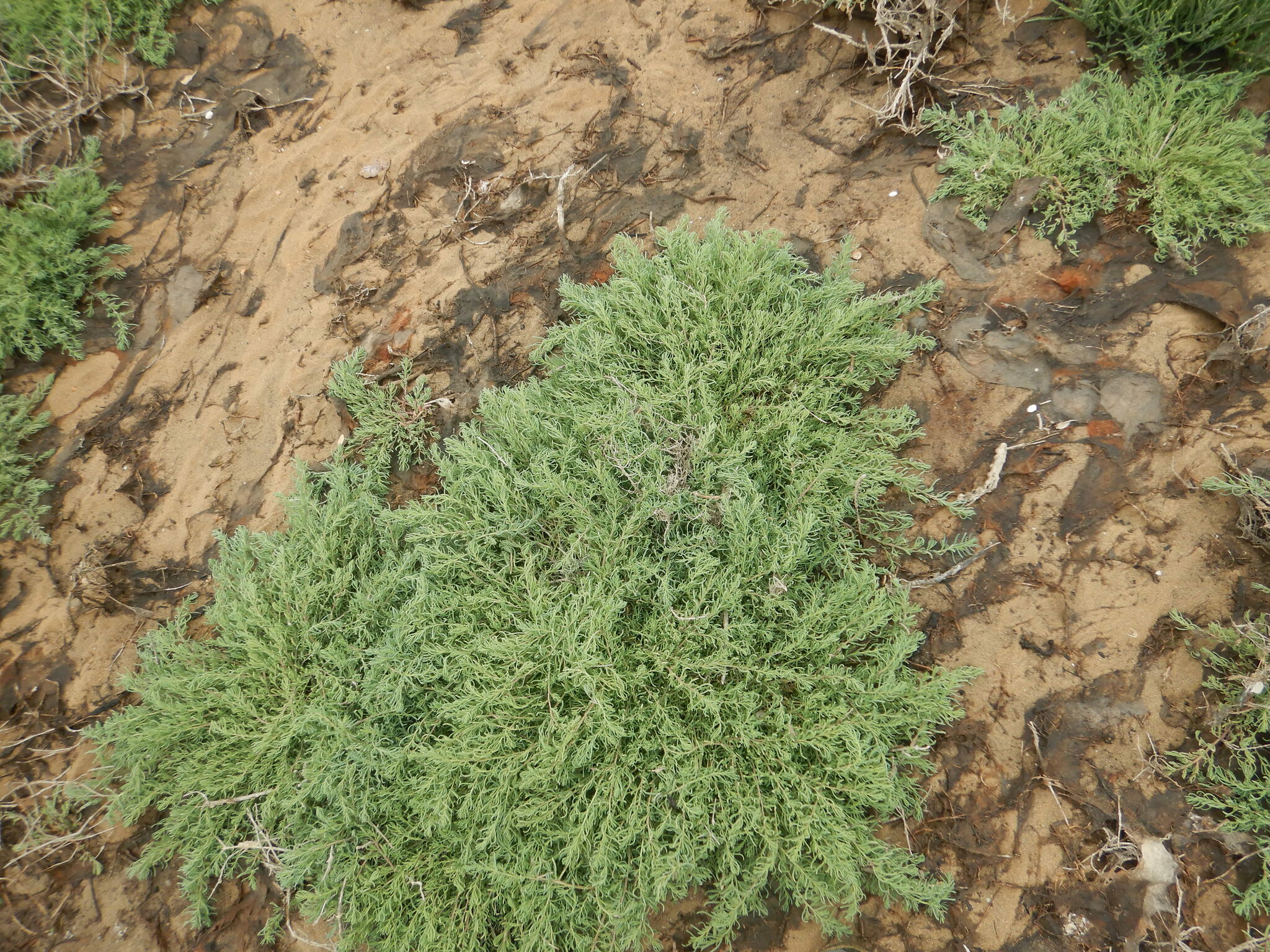 Suaeda albescens