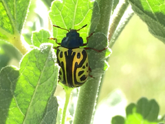 Calligrapha serpentina