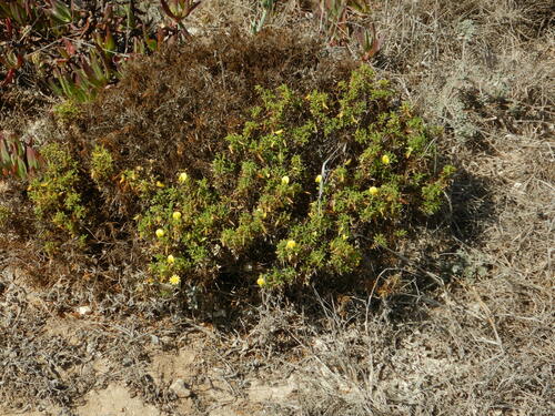 Image of Ononis ramosissima by (c) Duarte Frade, some rights reserved (CC BY)