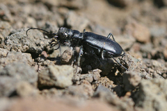 Cicindela plutonica