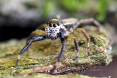 Asaphobelis physonychus