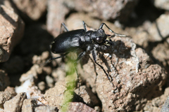 Cicindela plutonica