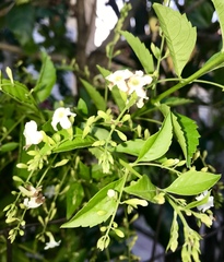 Duranta erecta