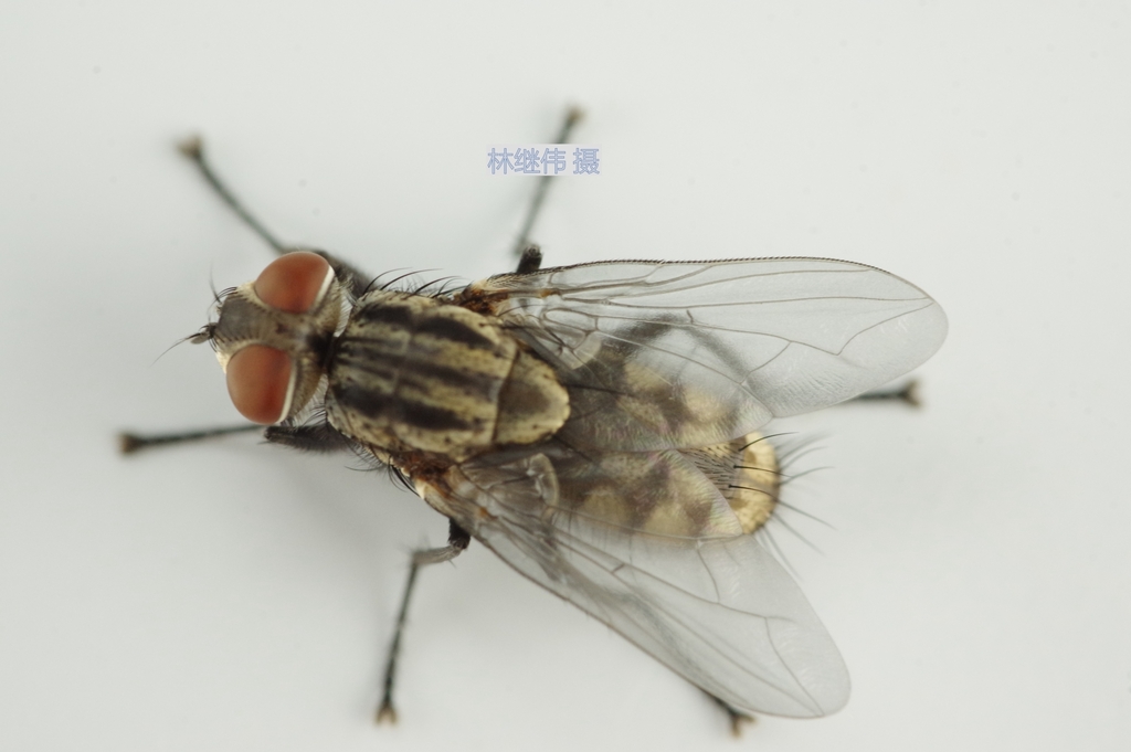 Grasshopper Flesh Flies