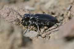 Cicindela plutonica