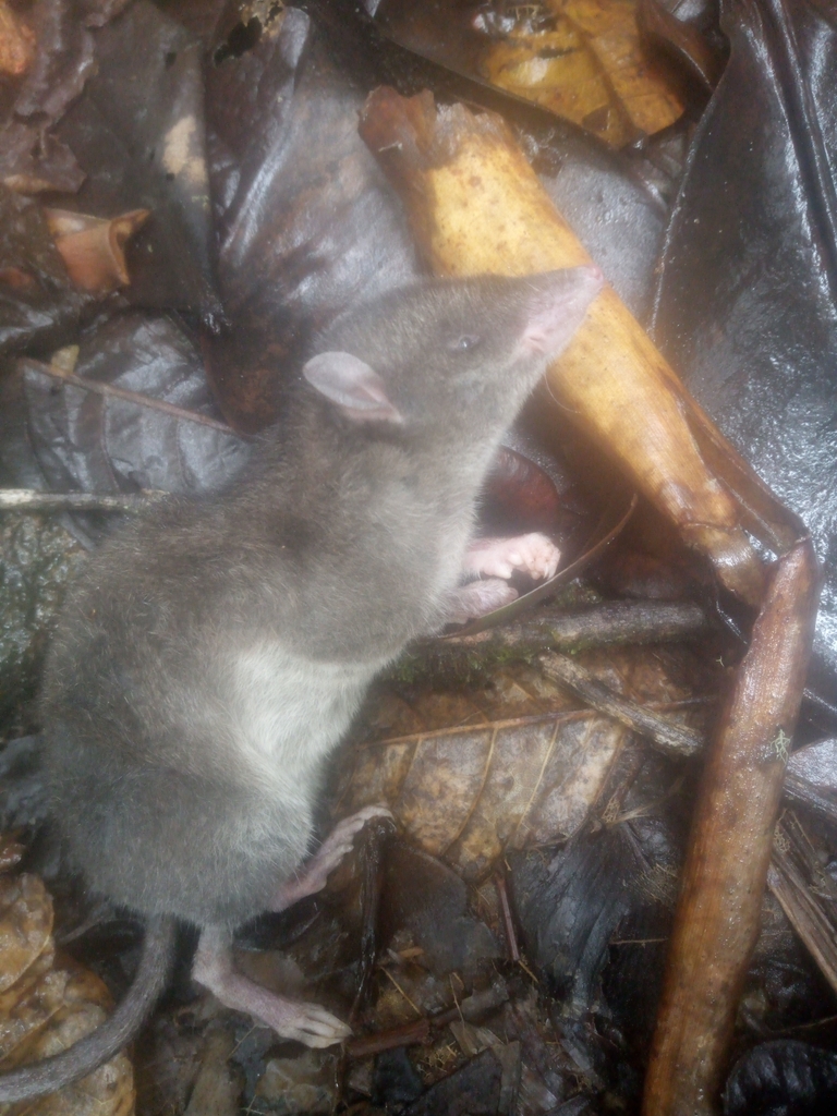 Andean Caenolestid