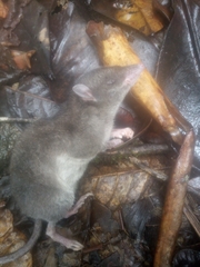 Andean Caenolestid photo 1