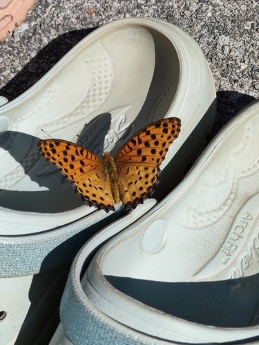 Tropical Fritillary