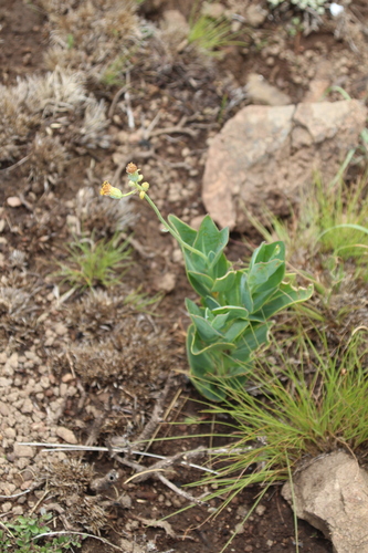 Rhomboid Ragwort (Senecio rhomboideus)