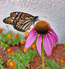 Danaus plexippus