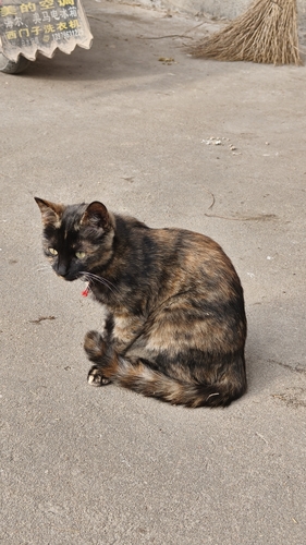 Domestic Cat