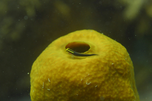 Kortstreep-grondel (Elacatinus chancei) — Gobiidae