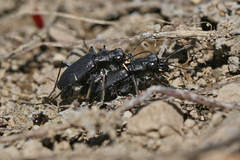 Cicindela nebraskana