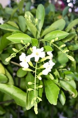 Duranta erecta