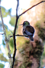 Heliodoxa rubricauda