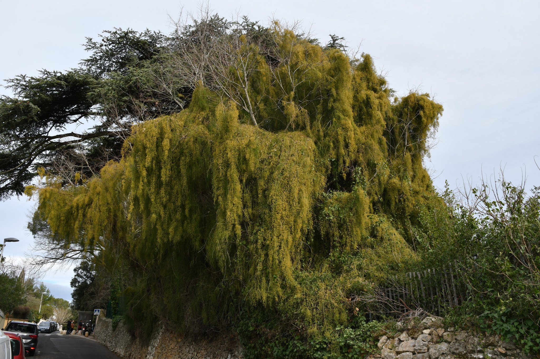 Ephedra altissima
