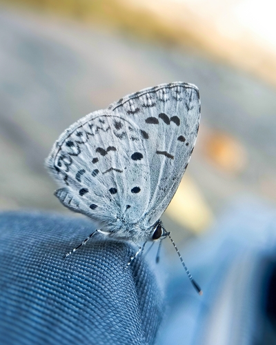 Common Hedge Blue photo 6