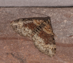 Xanthorhoe ferrugata