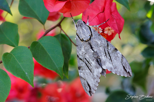 Plain grey hawkmoth