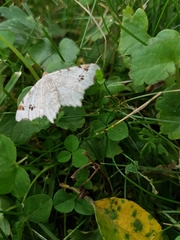 Macaria notata