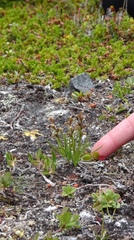 Chamorchis alpina
