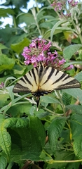 Iphiclides
