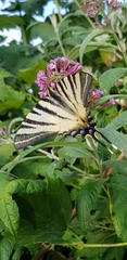 Iphiclides