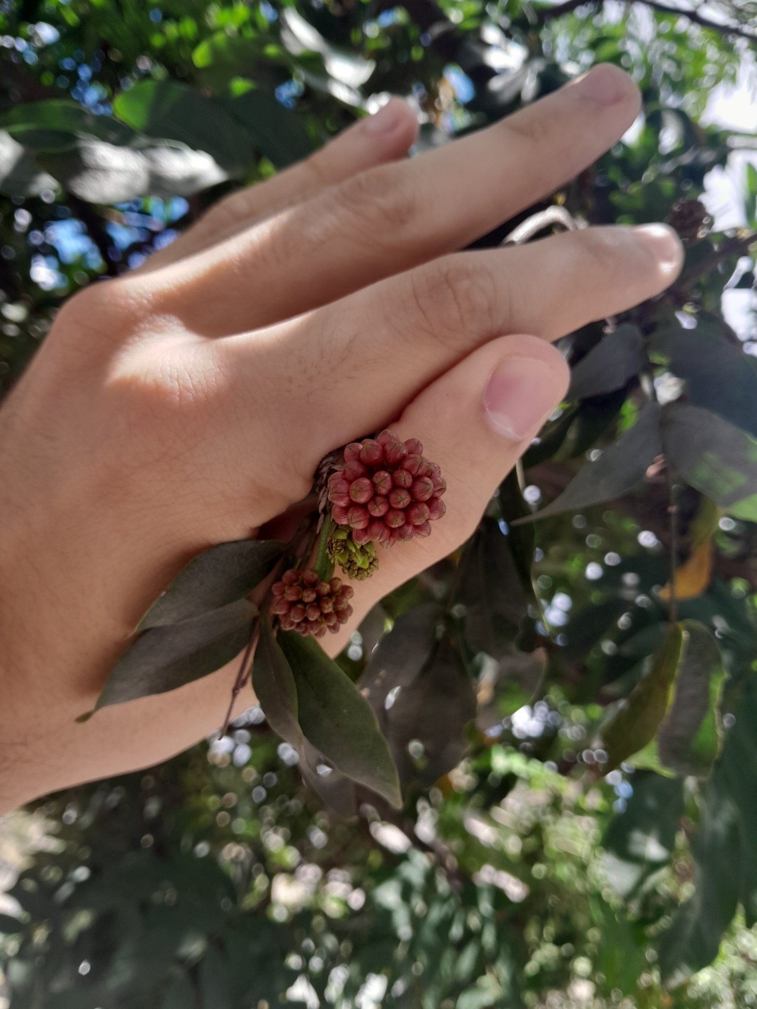 Imagem de Caliandra