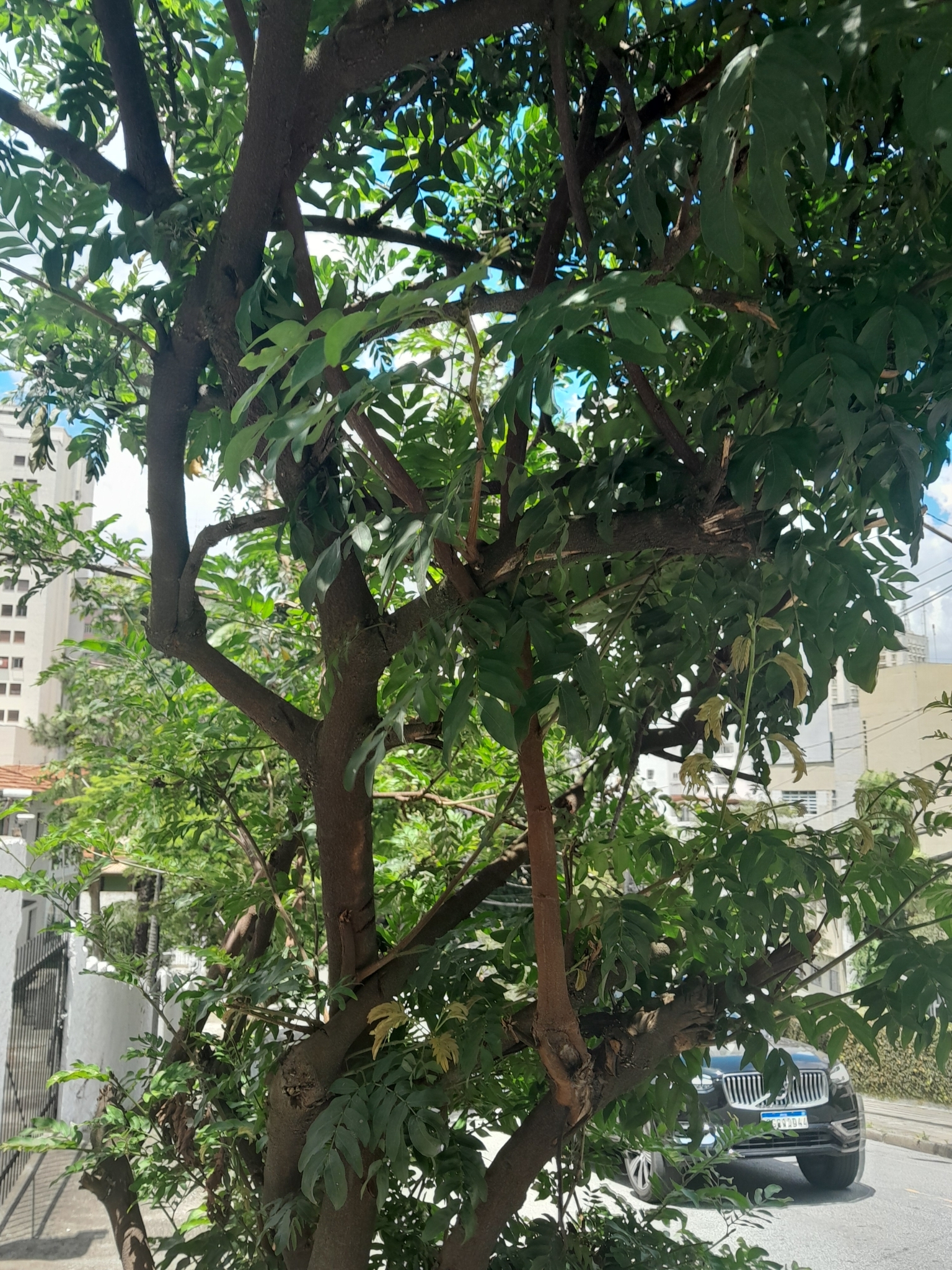Imagem de Caliandra