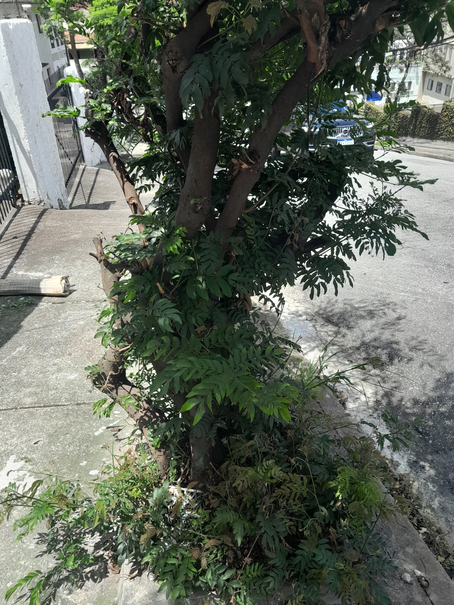 Imagem de Caliandra