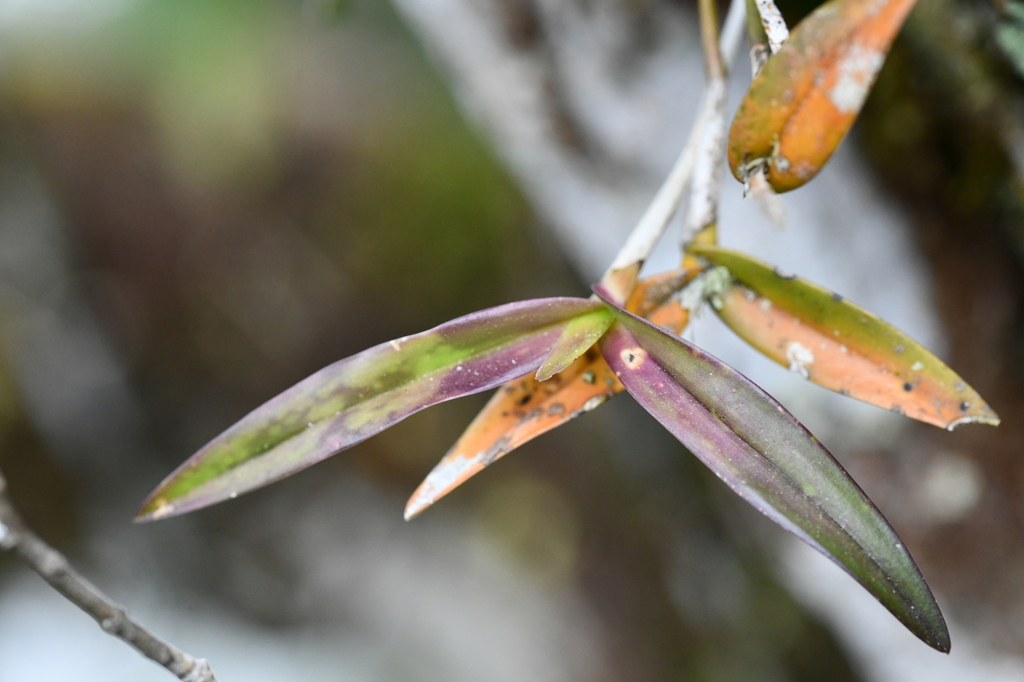 Epidendrum caroli Schltr. 3