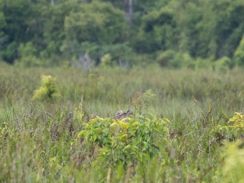Watercock (Gallicrex cinerea), photo 4