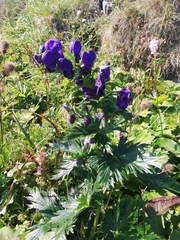 Aconitum firmum