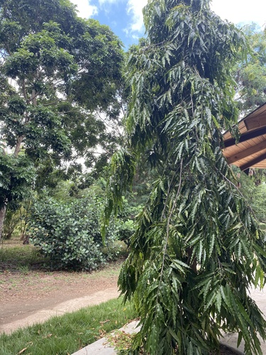Falsa-murta