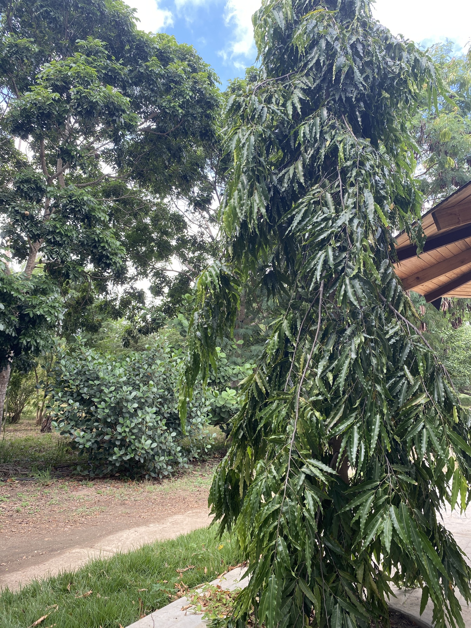 Imagem de Falsa-murta