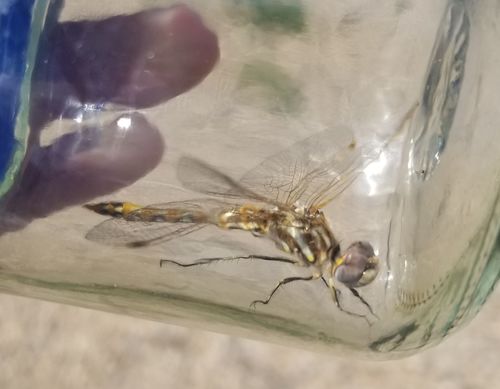 Variegated Meadowhawk photographed in North Dakota