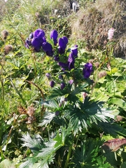 Aconitum firmum