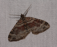 Xanthorhoe ferrugata