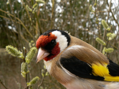 Jilguero europeo (Carduelis carduelis)