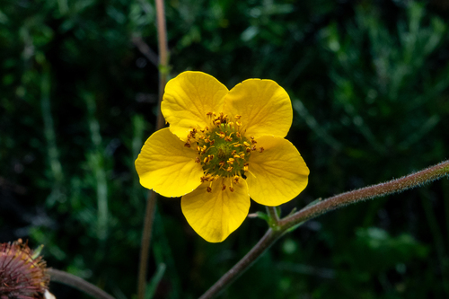 Geum magellanicum