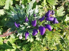 Aconitum firmum