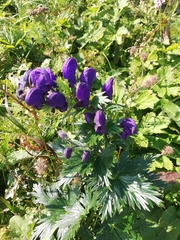 Aconitum firmum