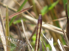 Arigomphus pallidus